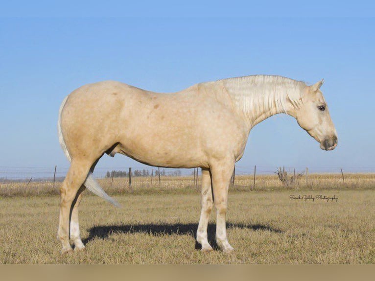 American Quarter Horse Ruin 8 Jaar Palomino in Fairbank IA