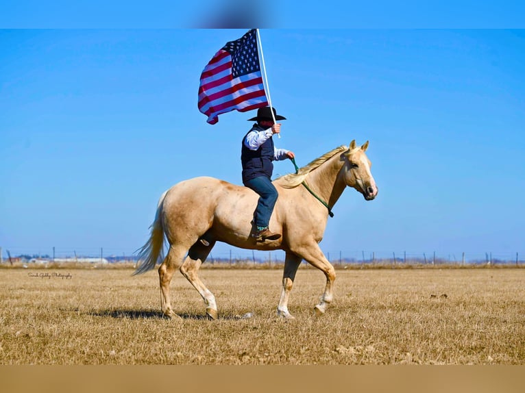 American Quarter Horse Ruin 8 Jaar Palomino in Fairbank IA