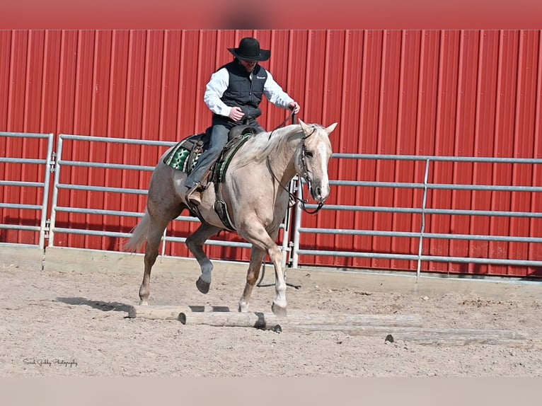 American Quarter Horse Ruin 8 Jaar Palomino in Fairbank IA