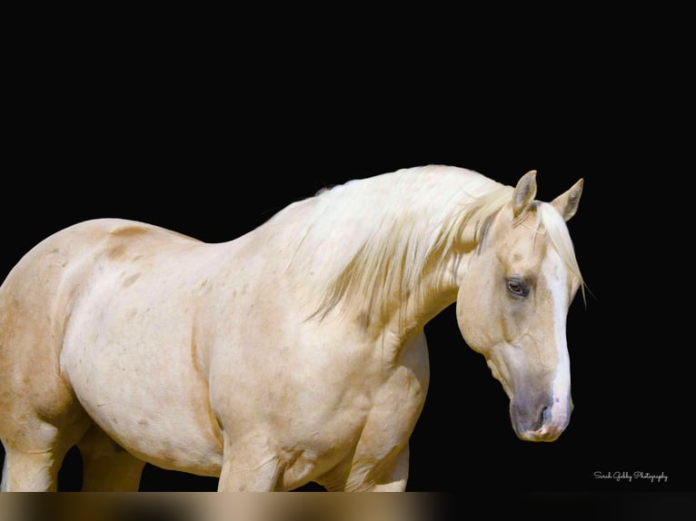 American Quarter Horse Ruin 8 Jaar Palomino in Fairbank IA