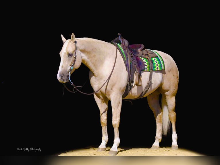 American Quarter Horse Ruin 8 Jaar Palomino in Fairbank IA