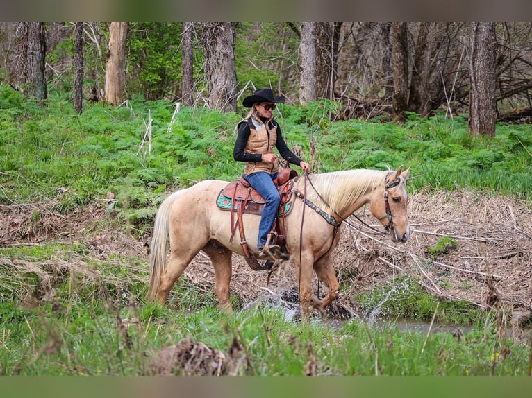 American Quarter Horse Ruin 8 Jaar Palomino in Flemingsburg KY