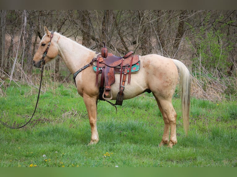 American Quarter Horse Ruin 8 Jaar Palomino in Flemingsburg KY