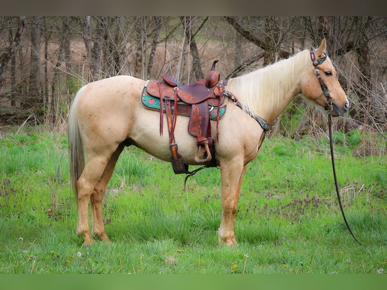 American Quarter Horse Ruin 8 Jaar Palomino in Flemingsburg KY