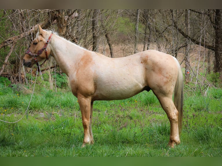 American Quarter Horse Ruin 8 Jaar Palomino in Flemingsburg KY