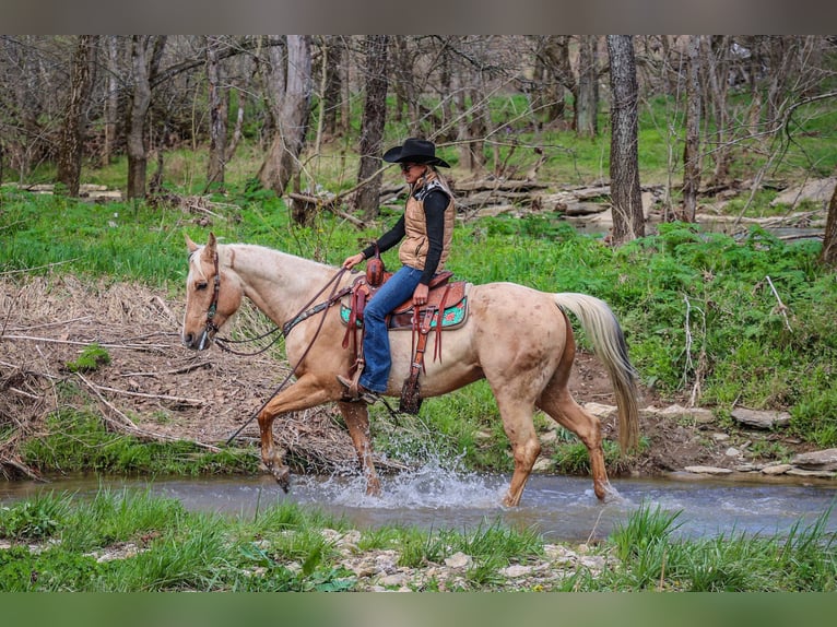 American Quarter Horse Ruin 8 Jaar Palomino in Flemingsburg KY