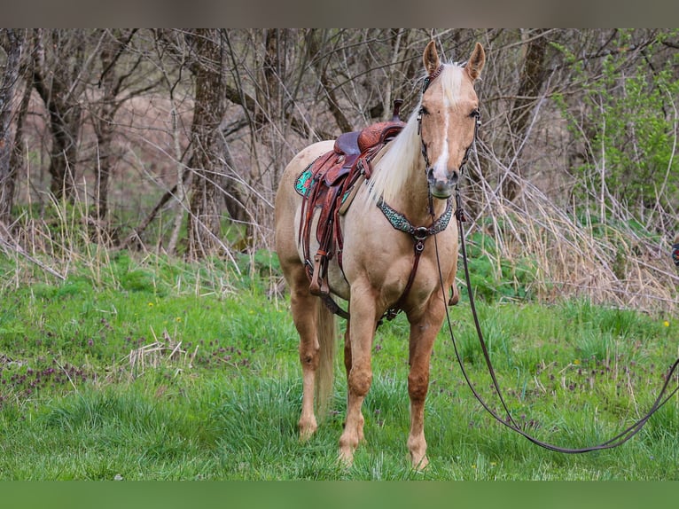 American Quarter Horse Ruin 8 Jaar Palomino in Flemingsburg KY