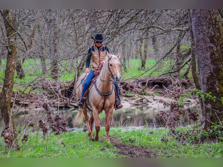 American Quarter Horse Ruin 8 Jaar Palomino in Flemingsburg KY