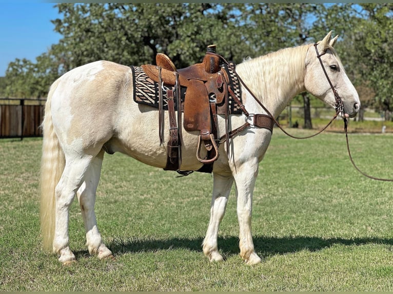 American Quarter Horse Ruin 8 Jaar Palomino in Jacksboro TX