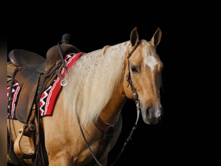 American Quarter Horse Ruin 8 Jaar Palomino in Millersburg OH