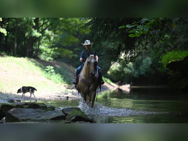 American Quarter Horse Ruin 8 Jaar Palomino in Millersburg OH