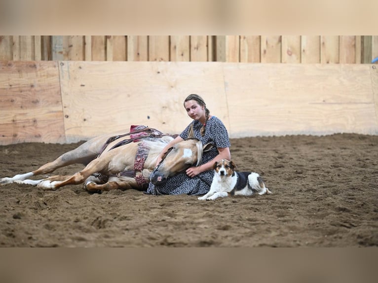 American Quarter Horse Ruin 8 Jaar Palomino in Millersburg OH