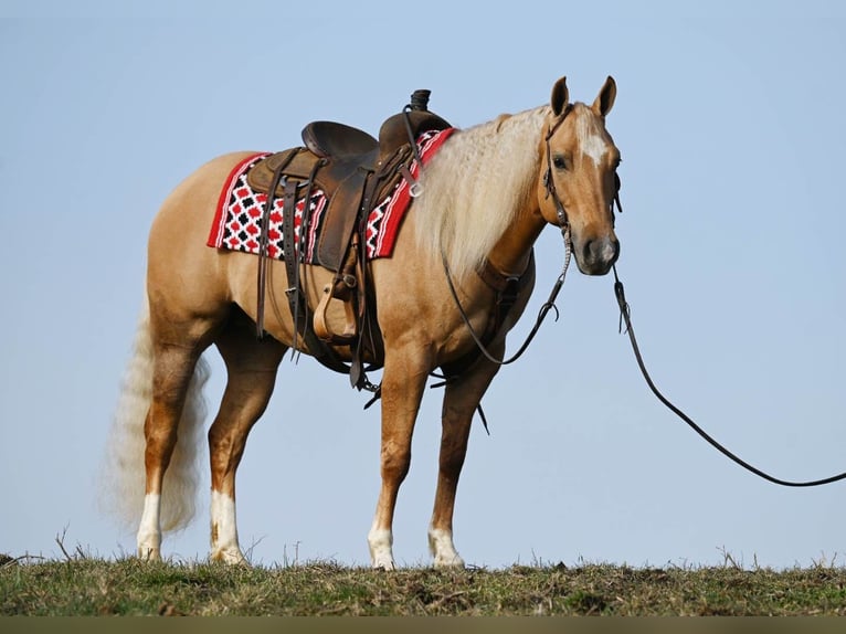 American Quarter Horse Ruin 8 Jaar Palomino in Millersburg OH