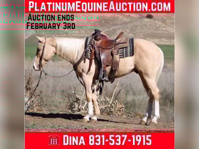 American Quarter Horse Ruin 8 Jaar Palomino in Paicines CA