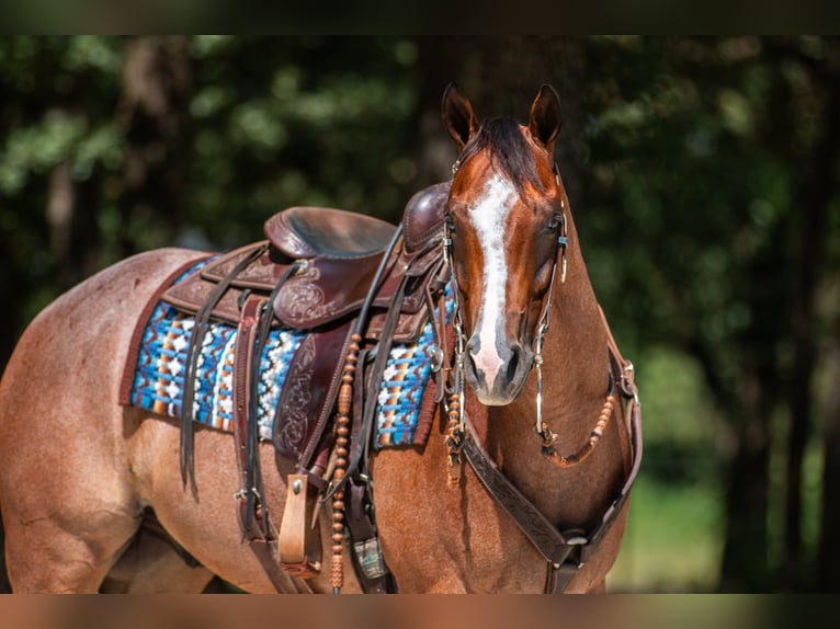 American Quarter Horse Ruin 8 Jaar Roan-Bay in Argyle