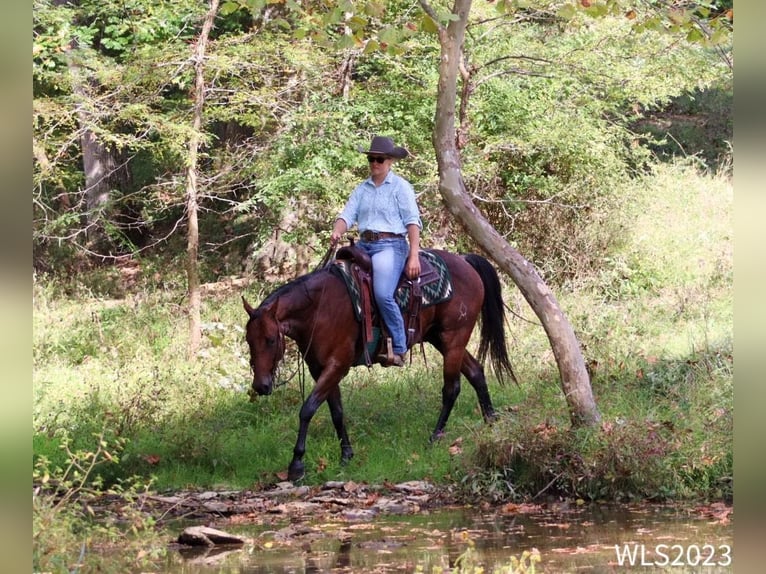 American Quarter Horse Ruin 8 Jaar Roan-Bay in Brooksville KY