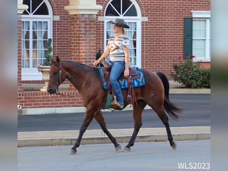 American Quarter Horse Ruin 8 Jaar Roan-Bay in Brooksville KY