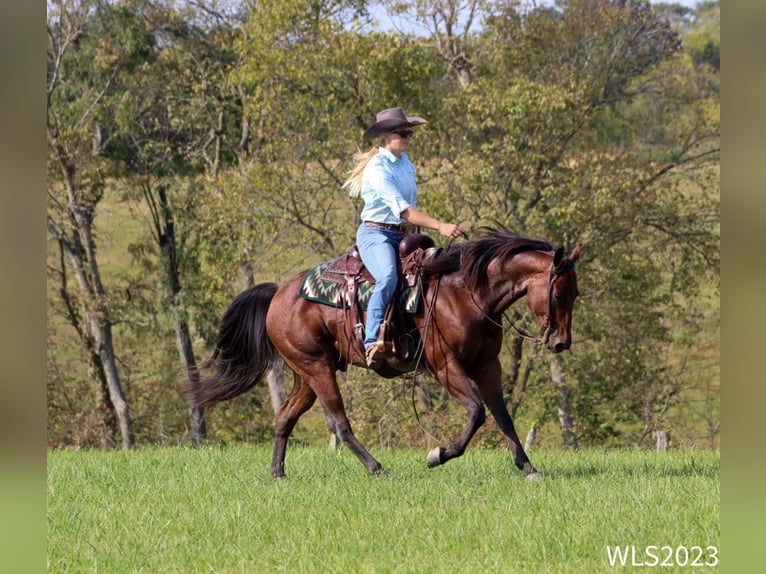 American Quarter Horse Ruin 8 Jaar Roan-Bay in Brooksville KY