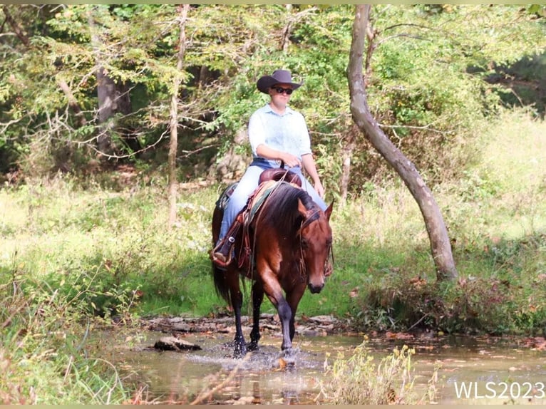 American Quarter Horse Ruin 8 Jaar Roan-Bay in Brooksville KY