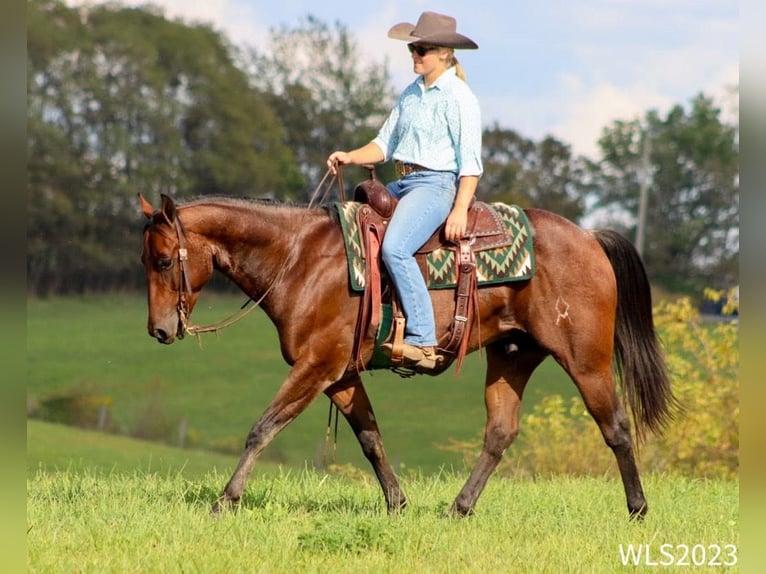 American Quarter Horse Ruin 8 Jaar Roan-Bay in Brooksville KY