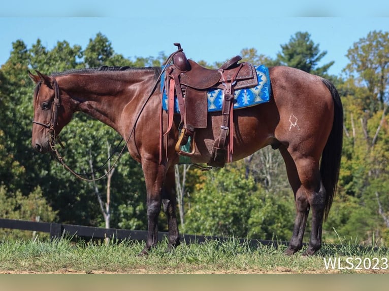 American Quarter Horse Ruin 8 Jaar Roan-Bay in Brooksville KY