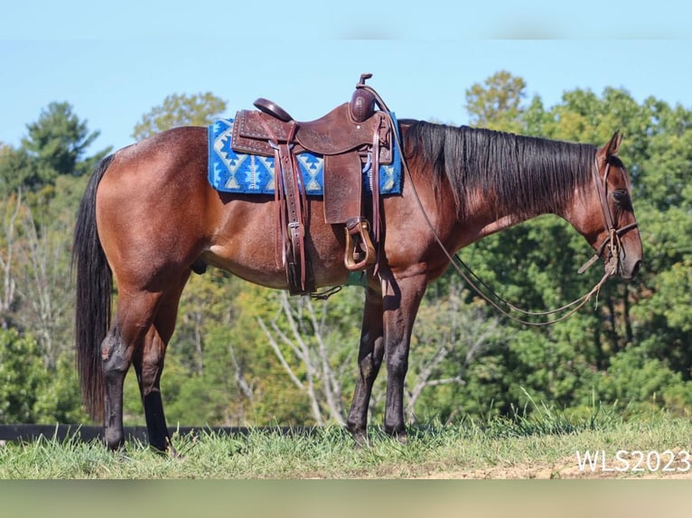 American Quarter Horse Ruin 8 Jaar Roan-Bay in Brooksville KY