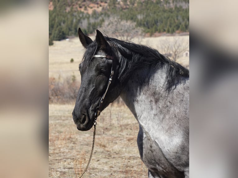 American Quarter Horse Ruin 8 Jaar Roan-Blue in Franktown CO