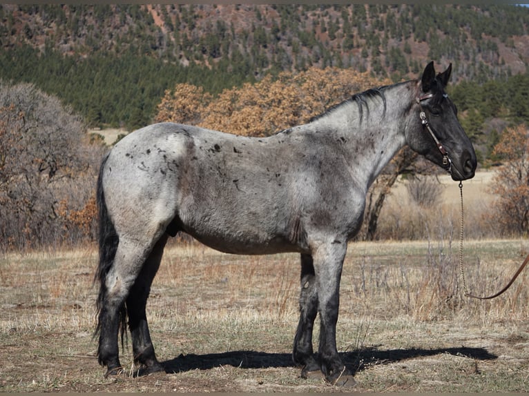 American Quarter Horse Ruin 8 Jaar Roan-Blue in Franktown CO