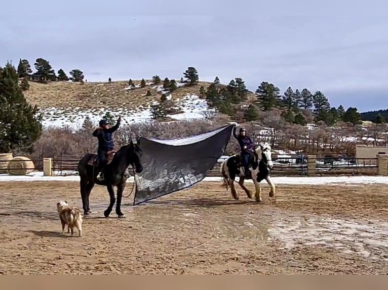 American Quarter Horse Ruin 8 Jaar Roan-Blue in Franktown CO