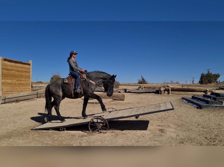 American Quarter Horse Ruin 8 Jaar Roan-Blue in Franktown CO