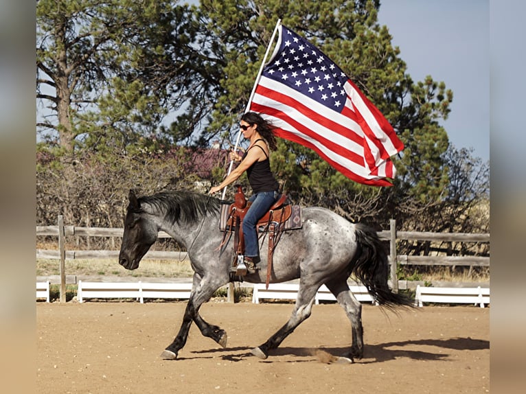 American Quarter Horse Ruin 8 Jaar Roan-Blue in Franktown CO