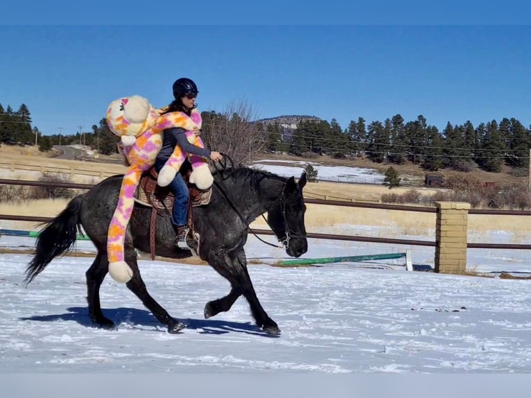 American Quarter Horse Ruin 8 Jaar Roan-Blue in Franktown CO