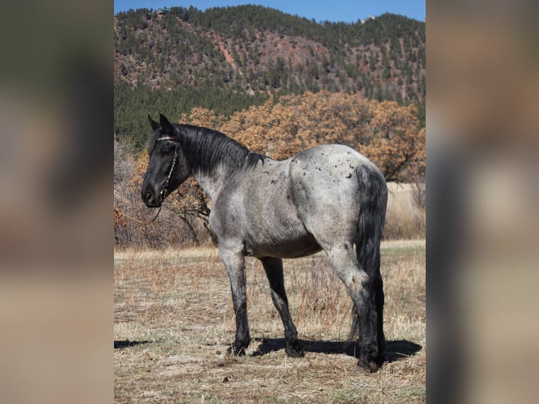 American Quarter Horse Ruin 8 Jaar Roan-Blue in Franktown CO