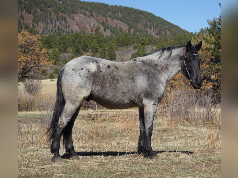 American Quarter Horse Ruin 8 Jaar Roan-Blue in Franktown CO