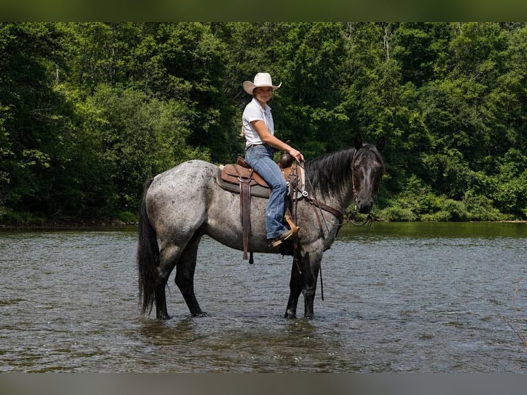American Quarter Horse Ruin 8 Jaar Roan-Blue in Clarion