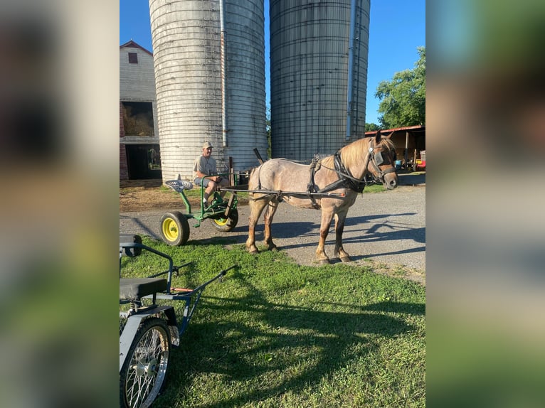 American Quarter Horse Ruin 8 Jaar Roan-Red in Everett PA