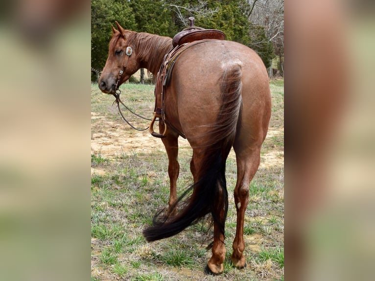 American Quarter Horse Ruin 8 Jaar Roan-Red in Greenville, KY