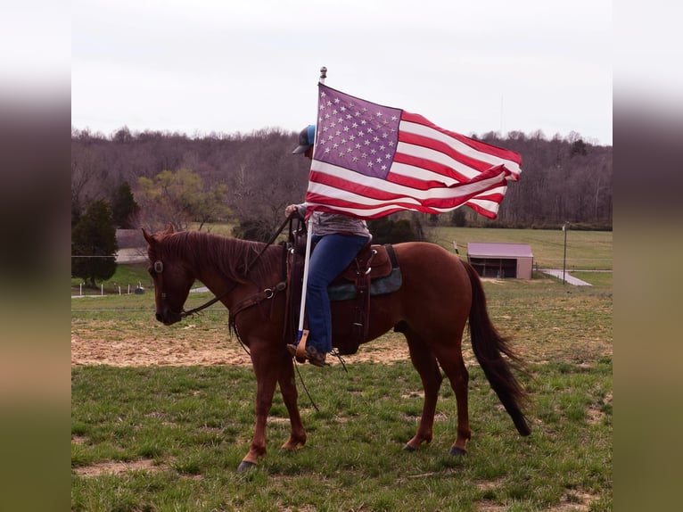 American Quarter Horse Ruin 8 Jaar Roan-Red in Greenville, KY