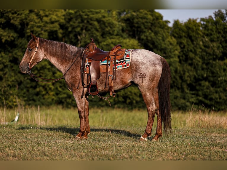 American Quarter Horse Ruin 8 Jaar Roan-Red in Santa Fe, TN