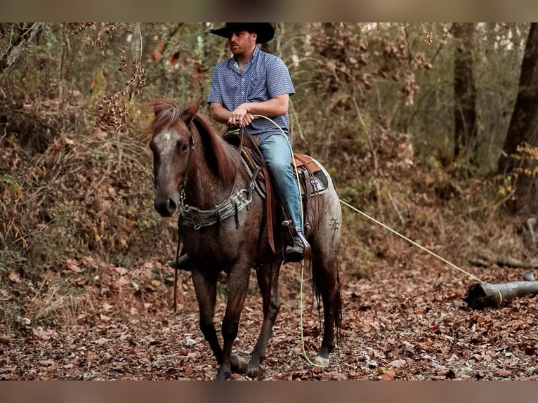 American Quarter Horse Ruin 8 Jaar Roan-Red in Santa Fe, TN