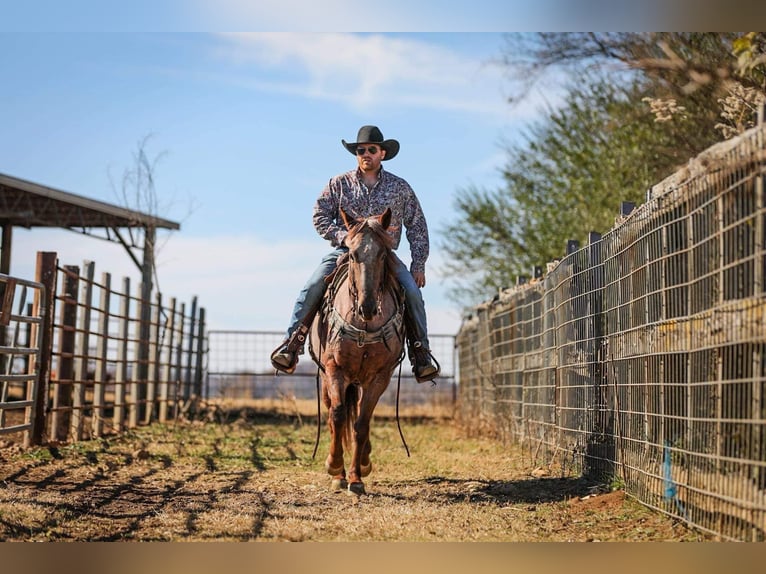 American Quarter Horse Ruin 8 Jaar Roan-Red in Santa Fe, TN