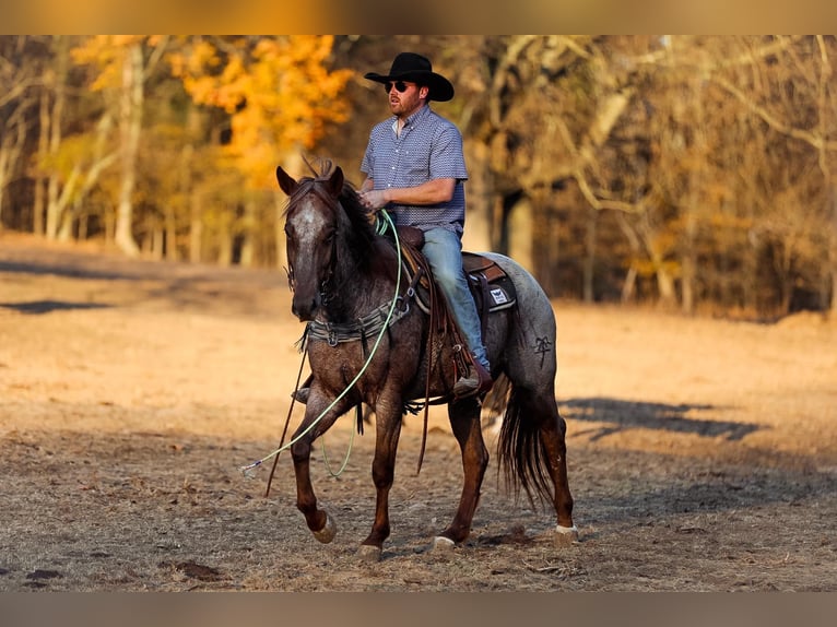 American Quarter Horse Ruin 8 Jaar Roan-Red in Santa Fe, TN