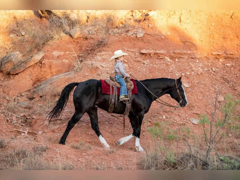 American Quarter Horse Ruin 8 Jaar Roodbruin in Canyon TX