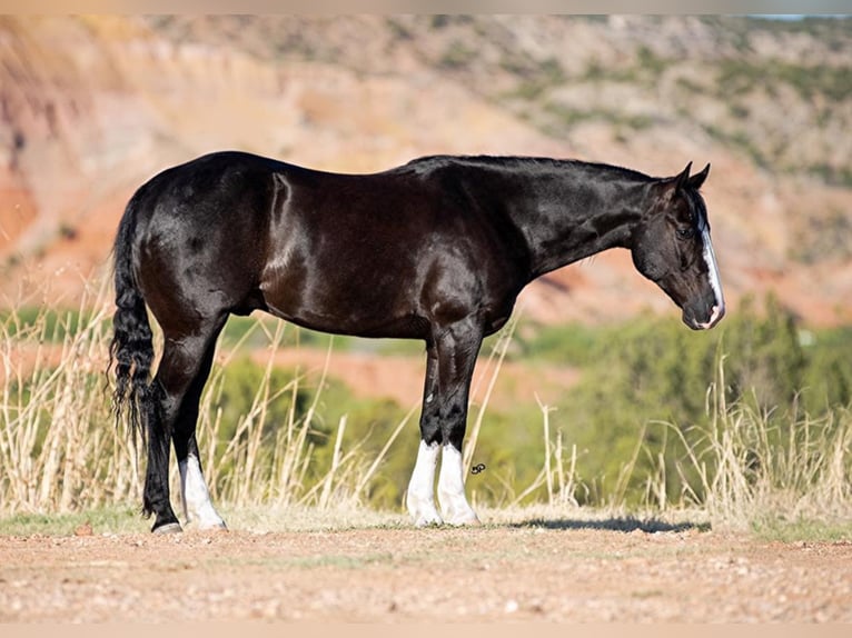 American Quarter Horse Ruin 8 Jaar Roodbruin in Canyon TX