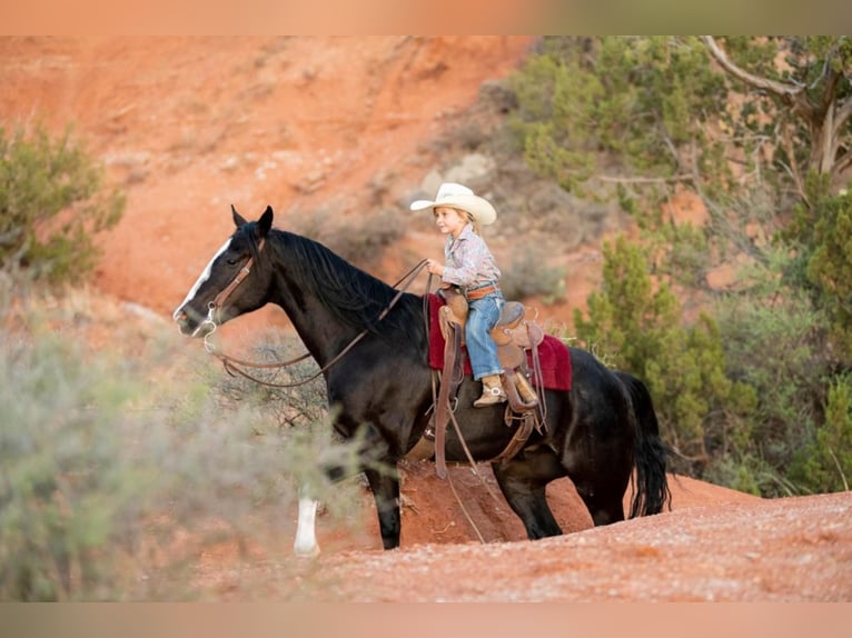 American Quarter Horse Ruin 8 Jaar Roodbruin in Canyon TX