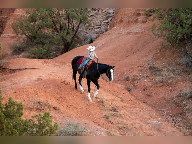 American Quarter Horse Ruin 8 Jaar Roodbruin in Canyon TX