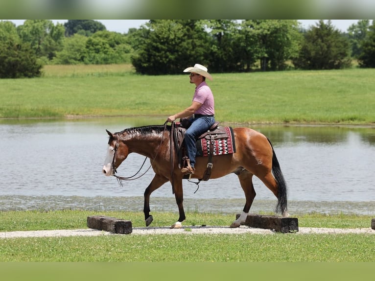 American Quarter Horse Ruin 8 Jaar Roodbruin in Buffalo