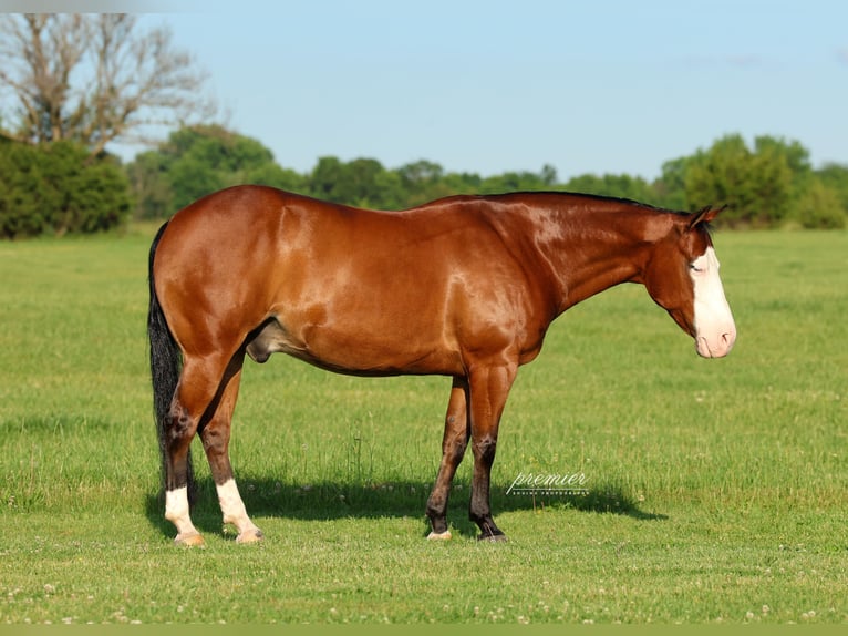 American Quarter Horse Ruin 8 Jaar Roodbruin in Buffalo