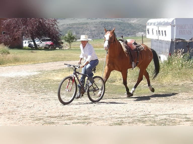 American Quarter Horse Ruin 8 Jaar Roodbruin in OAKLEY, UT