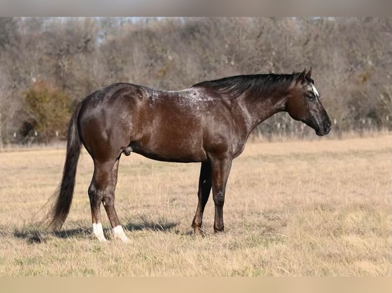 American Quarter Horse Ruin 8 Jaar Roodbruin in Waco TX